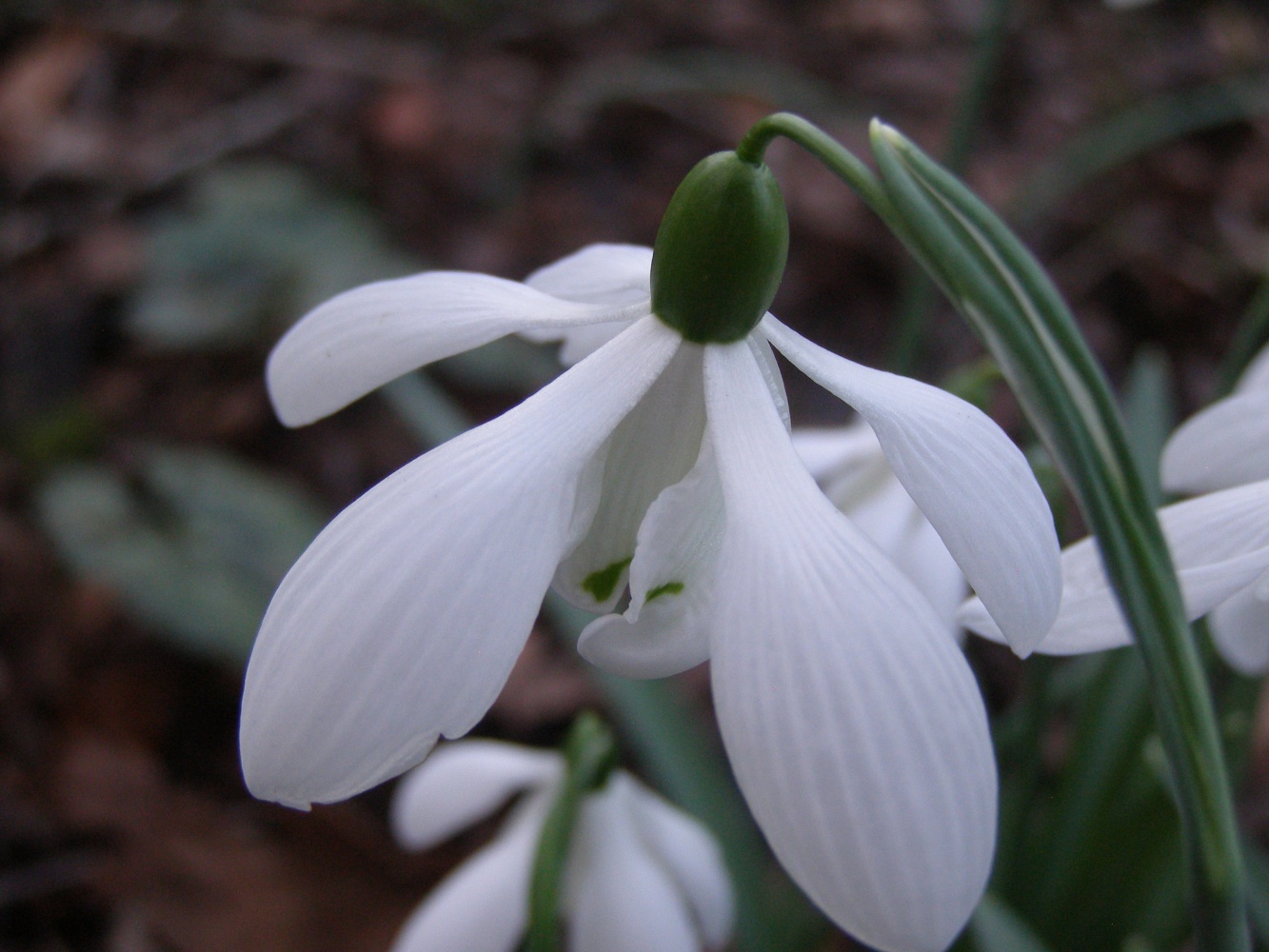 Galanthus Mrs Thompson'